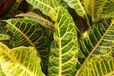 Bahçedeki kodiaeum çeşidi (Croton, Variegated Laurel, Garden Croton, Orange Jessamine, puring). Yakından bakınca geniş ve renkli yaprakları olan egzotik botanik yeşil bitkiler..