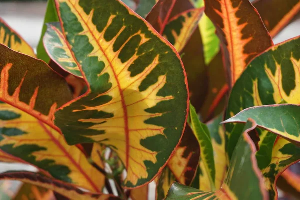 园中的Codiaeum Variegatum Croton Variegated Laurel Garden Croton Orange Jessamine Puring — 图库照片