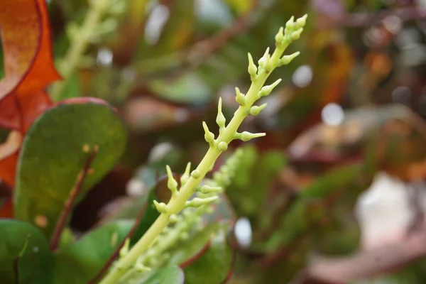 Codiaeum Variegatum Croton Variegated Laurel Garden Croton Orange Jessamine Puring — Foto Stock