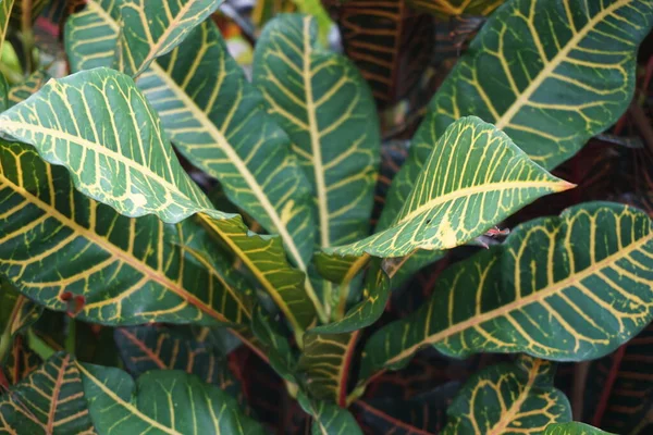 Codiaeum Variegatum Croton Variegated Laurel Garden Croton Orange Jessamine Puring — Stok Foto