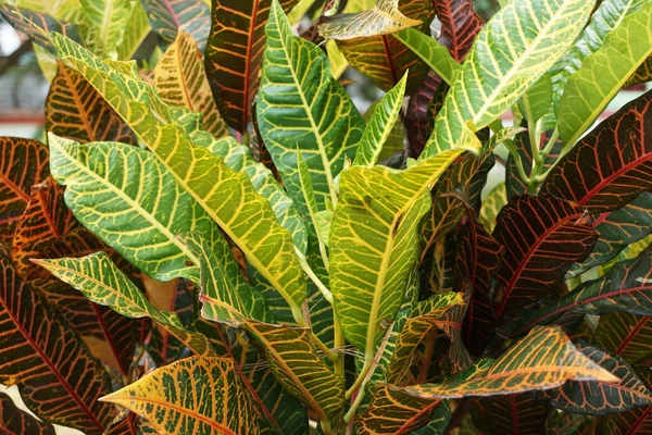 Codiaeum Variegatum Croton Variegated Laurel Garden Croton Orange Jessamine Puring — Fotografia de Stock