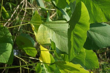 Kadife fasulye yaprakları. Endonezya 'nın kadife fasulyeli Benguk' u