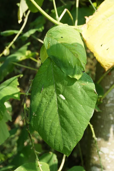 Foglie Fagiolo Indonesiano Chiamata Velluto Fagiolo Con Benguk — Foto Stock