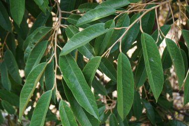 Doğal bir geçmişi olan yeşil Durian yaprakları.