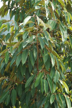 Doğal bir geçmişi olan yeşil Durian yaprakları.