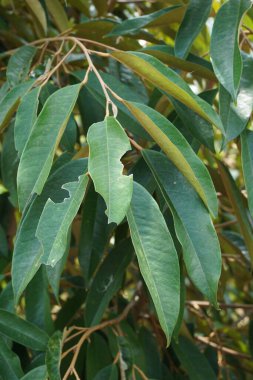Doğal bir geçmişi olan yeşil Durian yaprakları.