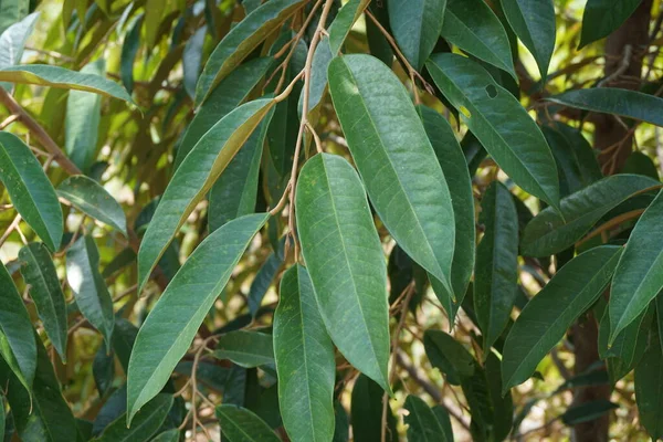 Grüne Durianblätter Mit Natürlichem Hintergrund — Stockfoto