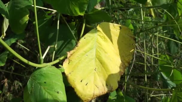 Daun Beludru Kacang Beludru Panggilan Indonesia Dengan Benguk — Stok Video