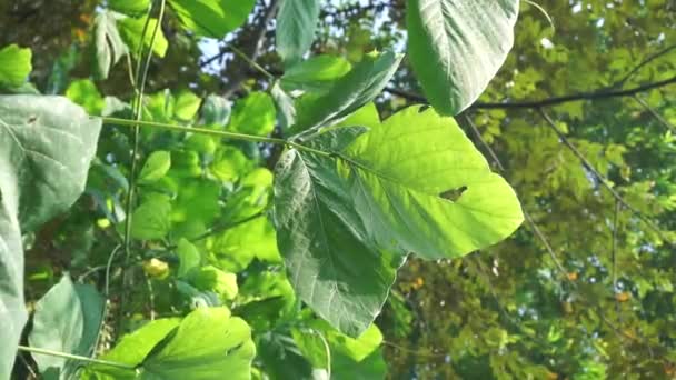 Листя Вельвета Індонезійський Виклик Velvet Bean Benguk — стокове відео