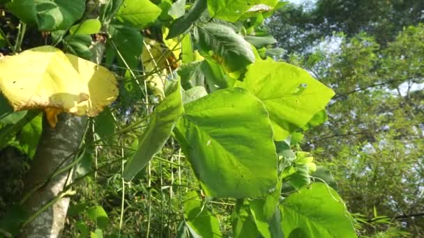 ベルベットの豆の葉 インドネシア語でビロード豆とベングク — ストック動画