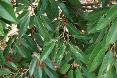 Doğal bir geçmişi olan yeşil Durian yaprakları.