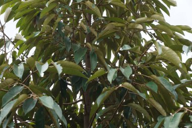 Doğal bir geçmişi olan yeşil Durian yaprakları.