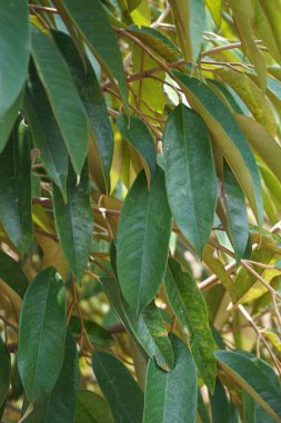 Doğal bir geçmişi olan yeşil Durian yaprakları.