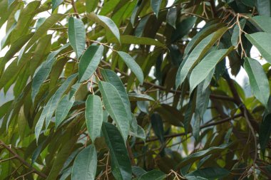 Doğal bir geçmişi olan yeşil Durian yaprakları.