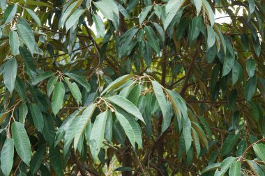Doğal bir geçmişi olan yeşil Durian yaprakları.
