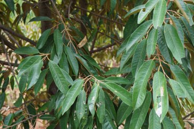 Doğal bir geçmişi olan yeşil Durian yaprakları.
