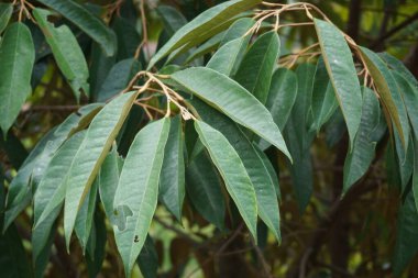 Doğal bir geçmişi olan yeşil Durian yaprakları.