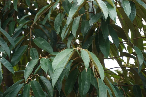 Groene Durian Bladeren Met Een Natuurlijke Achtergrond — Stockfoto