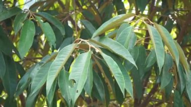Doğal bir geçmişi olan yeşil Durian yaprakları.