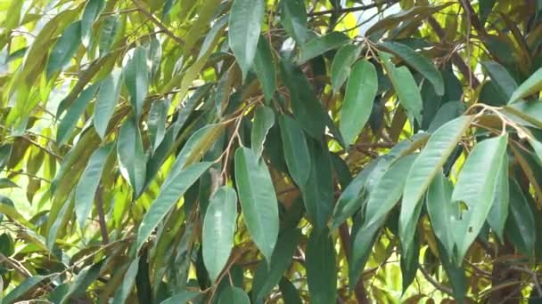 Gröna Durian Blad Med Naturlig Bakgrund — Stockvideo