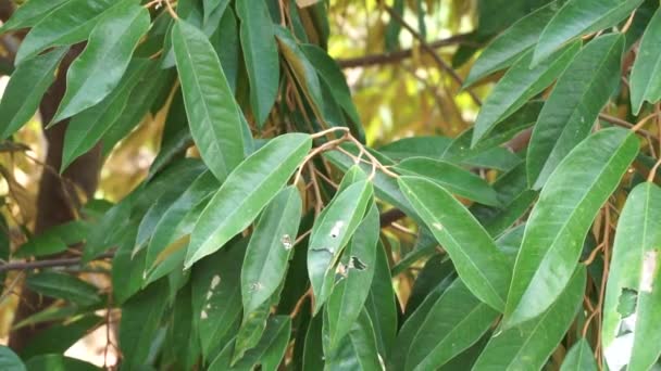 Zielone Liście Duriana Naturalnym Tłem — Wideo stockowe