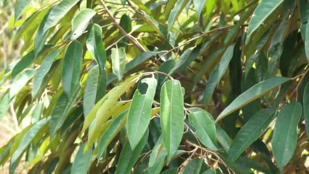 Folhas Durianas Verdes Com Fundo Natural — Vídeo de Stock