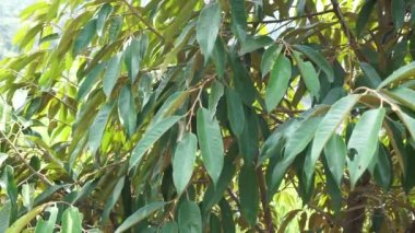 Doğal bir geçmişi olan yeşil Durian yaprakları.