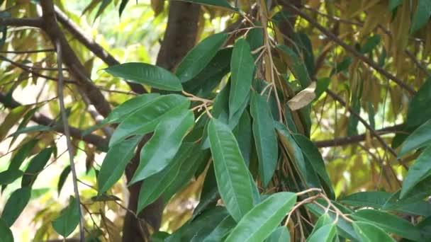 Groene Durian Bladeren Met Een Natuurlijke Achtergrond — Stockvideo