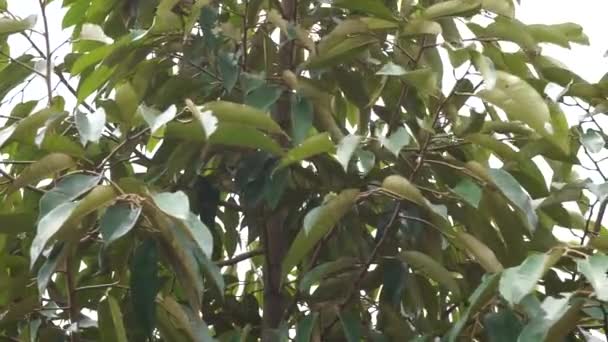 Gröna Durian Blad Med Naturlig Bakgrund — Stockvideo