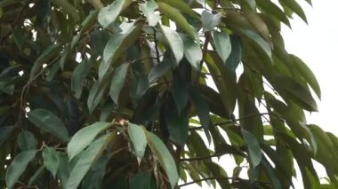 Doğal bir geçmişi olan yeşil Durian yaprakları.