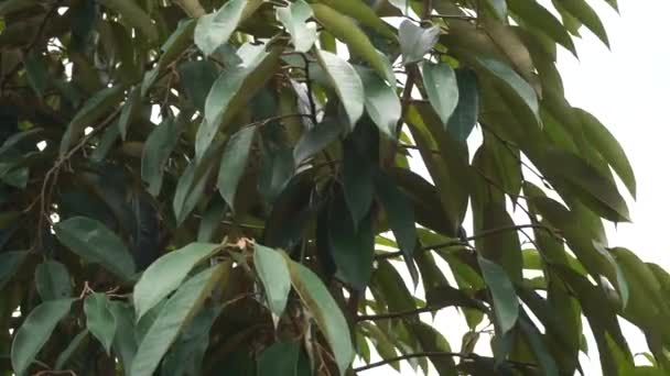 Folhas Durianas Verdes Com Fundo Natural — Vídeo de Stock