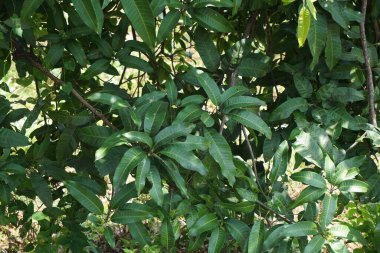 Yeşil mango yaprakları (Mangifera indica) doğal bir arka plan ile ayrılırlar