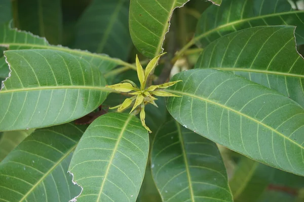 Yeşil Mango Yaprakları Mangifera Indica Doğal Bir Arka Plan Ile — Stok fotoğraf