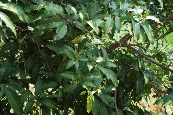 Hojas Mango Verde Mangifera Indica Con Fondo Natural —  Fotos de Stock