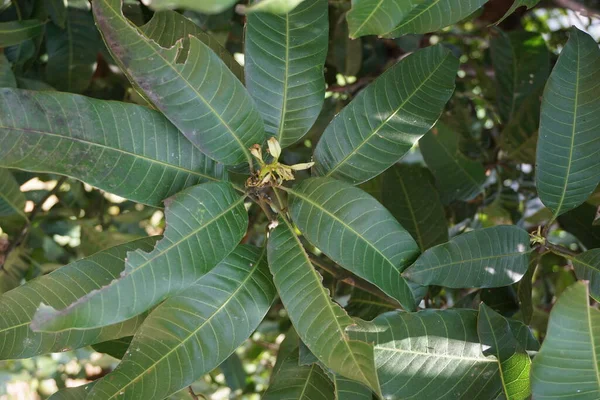 Groene Mangobladeren Mangifera Indica Bladeren Met Een Natuurlijke Achtergrond — Stockfoto