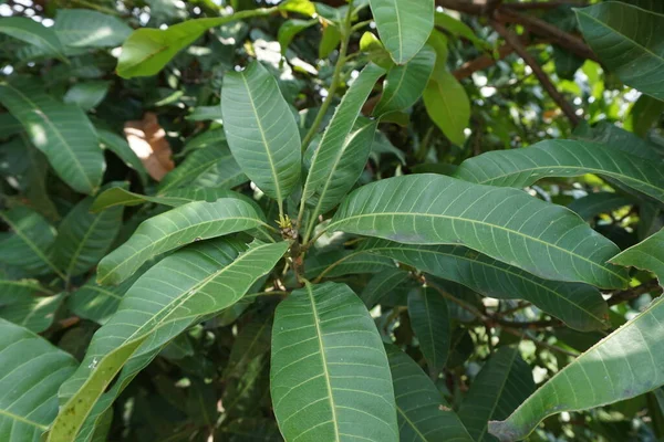Groene Mangobladeren Mangifera Indica Bladeren Met Een Natuurlijke Achtergrond — Stockfoto