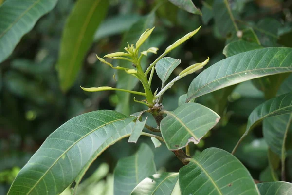 Зеленые Листья Манго Mangifera Indica Листья Естественным Фоном — стоковое фото
