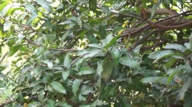 Yeşil mango yaprakları (Mangifera indica) doğal bir arka plan ile ayrılırlar