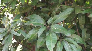 Yeşil mango yaprakları (Mangifera indica) doğal bir arka plan ile ayrılırlar