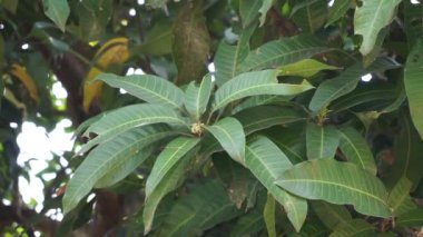 Yeşil mango yaprakları (Mangifera indica) doğal bir arka plan ile ayrılırlar