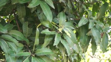 Yeşil mango yaprakları (Mangifera indica) doğal bir arka plan ile ayrılırlar