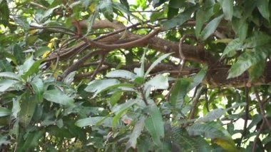 Yeşil mango yaprakları (Mangifera indica) doğal bir arka plan ile ayrılırlar