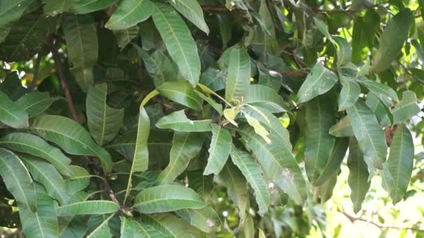 Зеленые Листья Манго Mangifera Indica Листья Естественным Фоном — стоковое видео