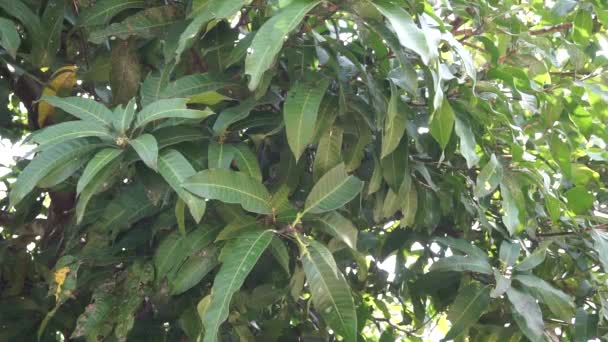 Grüne Mangoblätter Mangifera Indica Mit Natürlichem Hintergrund — Stockvideo