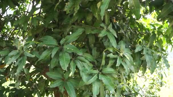 Folhas Manga Verde Mangifera Indica Folhas Com Fundo Natural — Vídeo de Stock