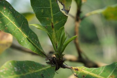 Doğal arka planı olan kaju ağacı (Anacardium occidentale). Ceviz ağacı (