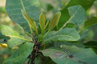Doğal arka planı olan kaju ağacı (Anacardium occidentale). Ceviz ağacı (