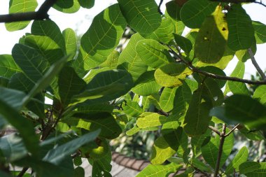 Doğal arka planı olan kaju ağacı (Anacardium occidentale). Ceviz ağacı (