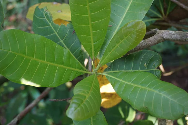 Der Cashewbaum Anacardium Occidentale Mit Natürlichem Hintergrund Cashewbaum Anacardium Occidentale — Stockfoto