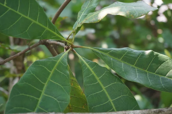 天然の背景を持つカシューツリー Anacardium Ocidentale カシューツリー Anacardium Ocidentale カシューシードとカシューアップルを生産する熱帯常緑樹である — ストック写真